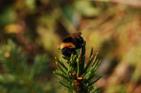 Tree Beeの写真素材