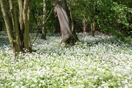 A spring woodland with snow drops