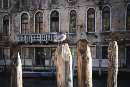 The picturesque island of Murano, famous for its glass production in the Venetian Lagoon off the...