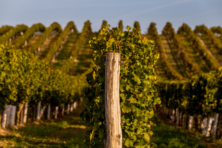 Accurate rows of vines on the hills above the village of Dolni Dunajovice in South Moraviaの写真素材