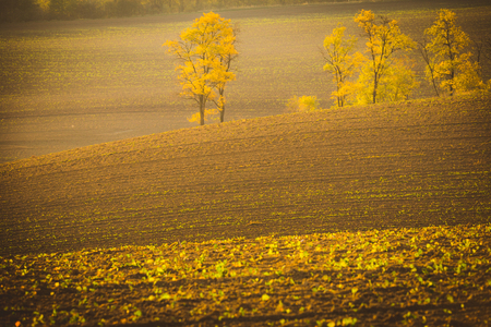 Autumn picturesque rolling countryside of South Moravian fields and vineyards, called Moravian Tuscany, Czech Republicの写真素材