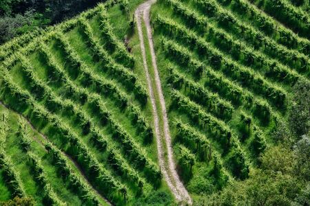 Picturesque hills with vineyards of the Prosecco sparkling wine, region in Valdobbiadene, Veneto, Italy.の写真素材