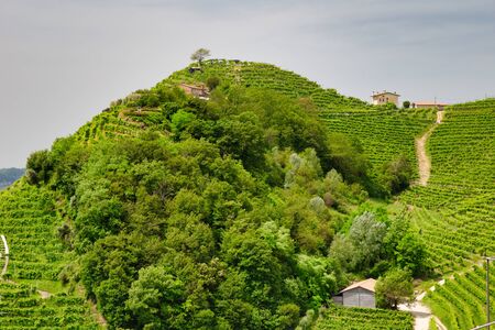 Picturesque hills with vineyards of the Prosecco sparkling wine, region in Valdobbiadene, Veneto, Italy.の写真素材