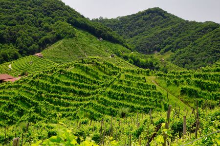 Picturesque hills with vineyards of the Prosecco sparkling wine, region in Valdobbiadene, Veneto, Italy.の写真素材