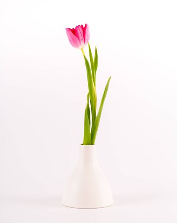 Stylish tulips in minimalistic vase on white background. Space for textCongratulation. Valentine's Day, spring, Easter. Space for text.の写真素材