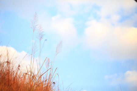 dry grass and blue sky  the sun is up の写真素材