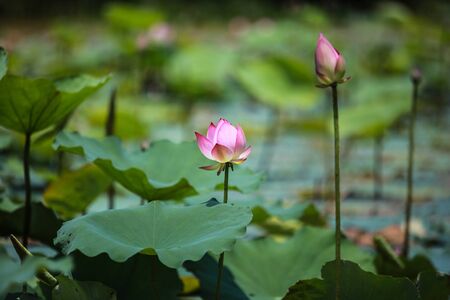pink lotus in the pond in the morningの写真素材
