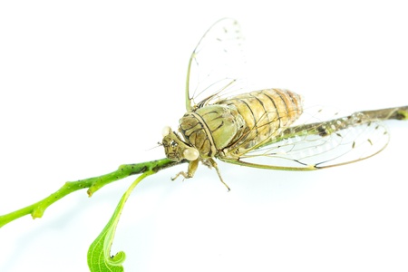 Cicada insect isolated on white backgroundの写真素材