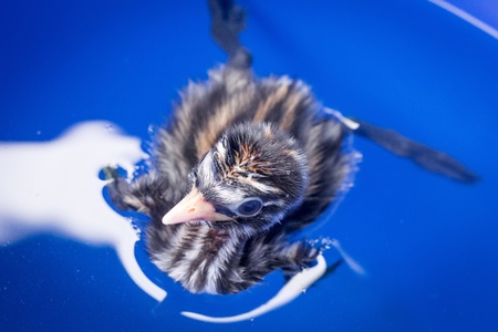 Young waterfowlの写真素材