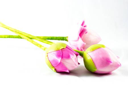 Beautiful lotusの写真素材