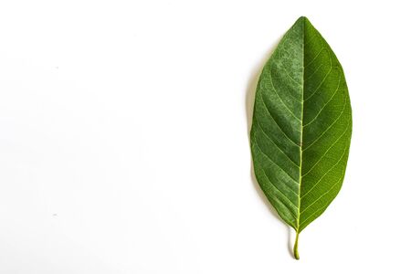 Green leaf