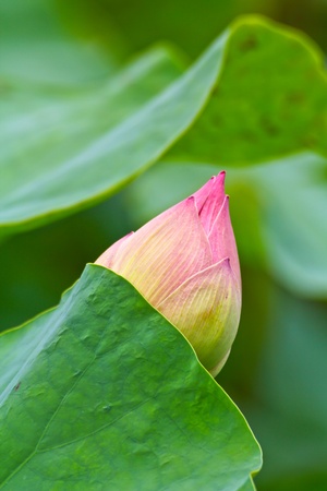 A lotus at Vachirabenjatus park or train park where is near Jatujak market in Bangkok, Thailandの写真素材
