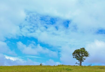 The scene at Kaoyai national park in Nakhon Ratchasima, Thailandの写真素材