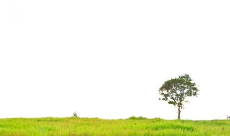 The scene with white background at Kaoyai national park in Nakhon Ratchasima, Thailandの写真素材