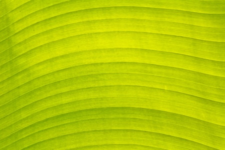 Banana leaf at the house in Bangkok, Thailandの写真素材