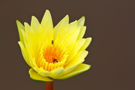 A lotus at Vachirabenjathus park or train park where is near Jatujak market in Bangkok, Thailandの写真素材