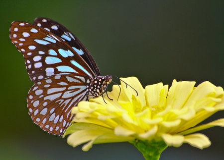 Butterfly and zinnia at Vachirabenjathus park or train park where is near Jatujak market in Bangkok, Thailandの写真素材