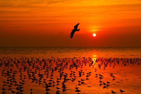 Sunset sea  gulf of thailandの写真素材