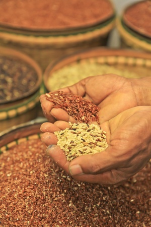 Organic rice in thailandの写真素材