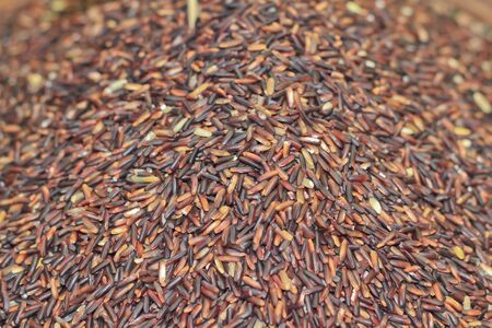 Organic rice in thailandの写真素材