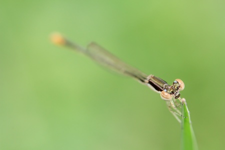 macro damselflyの写真素材