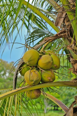 Background coconutの写真素材