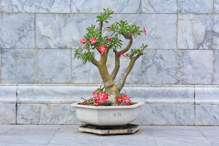 Flower pinkの写真素材