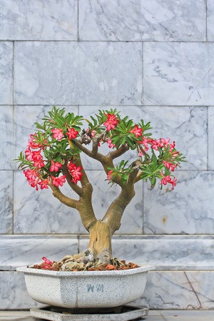 Flower pinkの写真素材