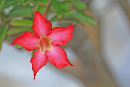 Flower pinkの写真素材