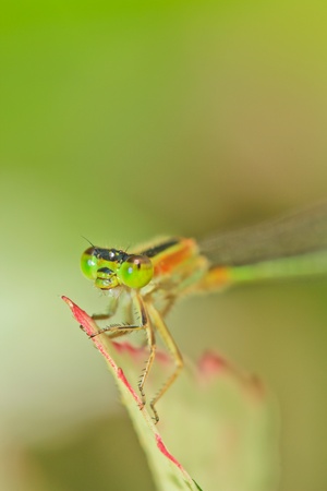 Macro dragonflyの写真素材