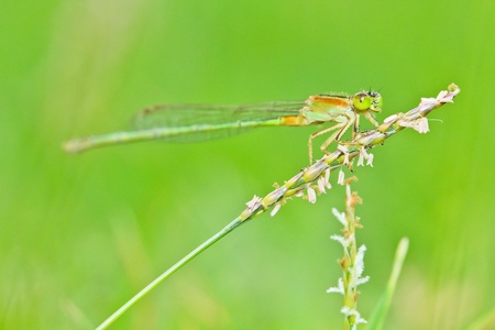 Macro dragonflyの写真素材