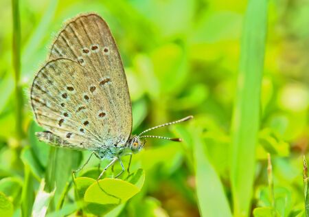 Macro butterflyの写真素材