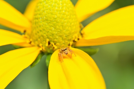 Macro insect in bangkok thailand