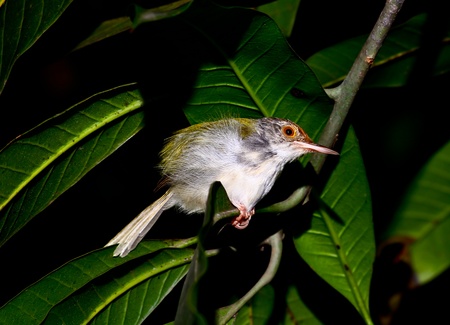 Bird animal in bangkok thailand