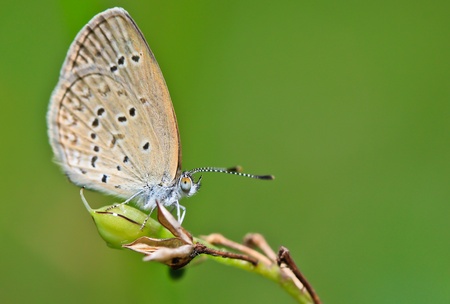 Butterfly at the park in Bangkok, Thailandの写真素材
