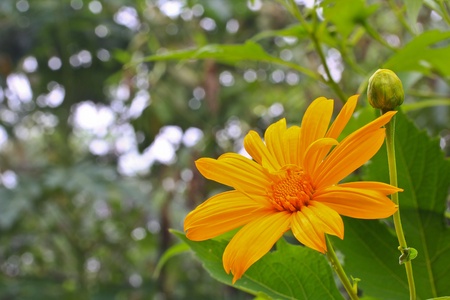 Yellow flower from the north of Thailandの写真素材