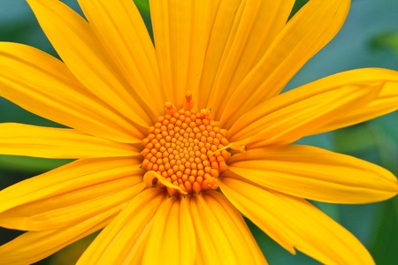 Yellow flower from the north of Thailandの写真素材