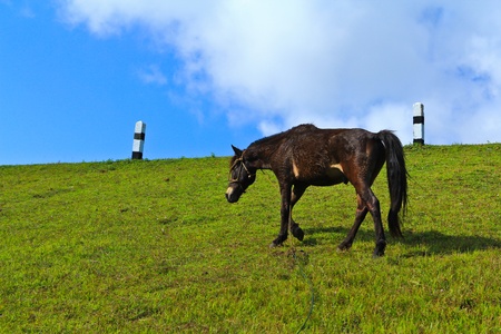 A horse at the park from the north of Thailandの写真素材