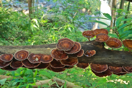 Mushrooms in the forest of Thailand