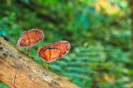 Mushrooms in the forest of Thailandの写真素材