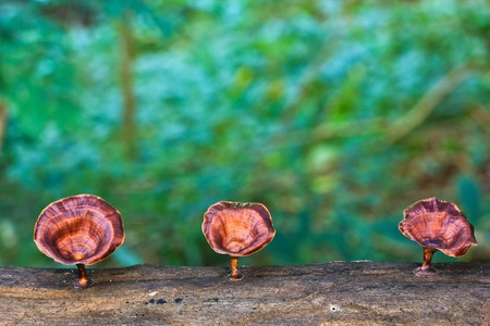 Mushrooms in the forest of Thailandの写真素材