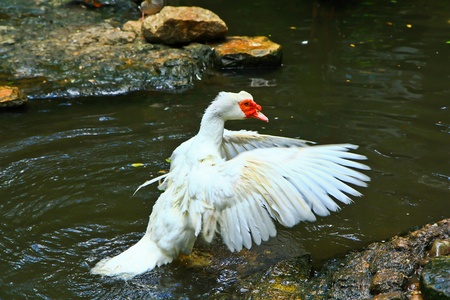 Duck in Thailandの写真素材