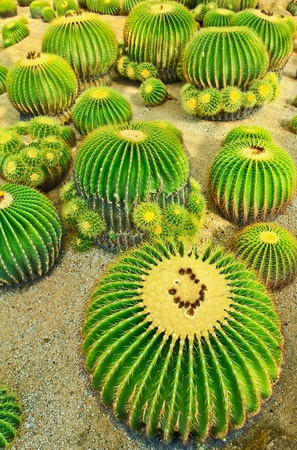 Cactuses at Nong Nooch park in Pattayaの写真素材