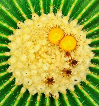 Cactus at Nong Nooch park in Pattayaの写真素材