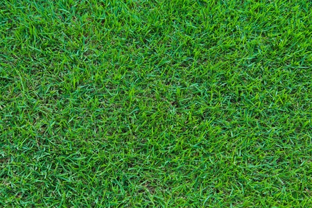 Grassの写真素材