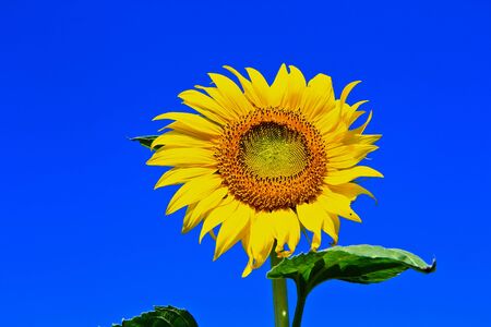 Sunflower at Lopburi in Thailandの写真素材