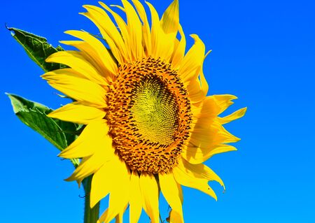 Sunflower at Lopburi in Thailandの写真素材