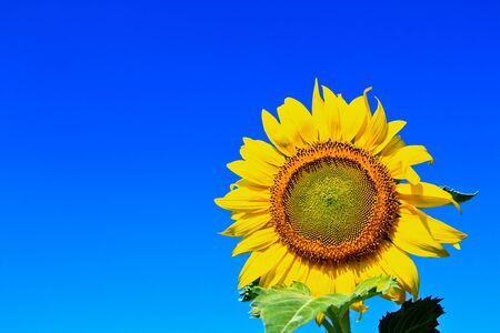 Sunflower at Lopburi in Thailandの写真素材