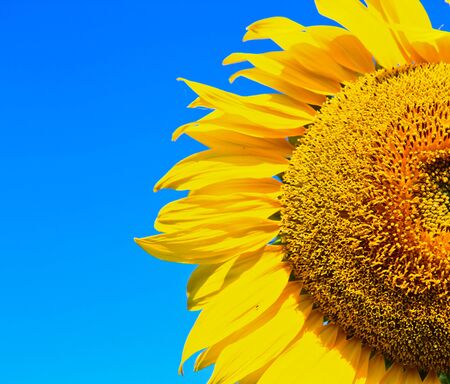 Sunflower at Lopburi in Thailandの写真素材