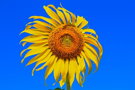 Sunflower at Lopburi in Thailandの写真素材